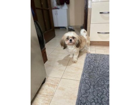 Shih-tzu dişi bebek