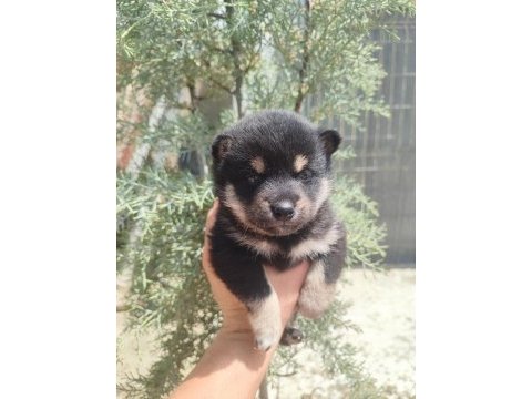 Minyatür akita shiba inu