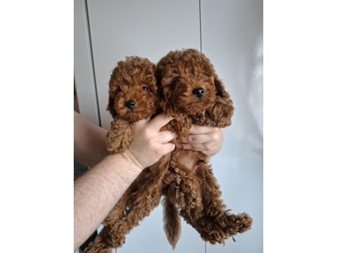 Yavru erkek toy poodle