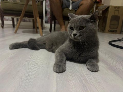 Kajun çekingen güzel ırk kedimiz