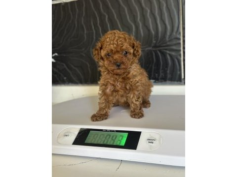 Mini poodle yavrular