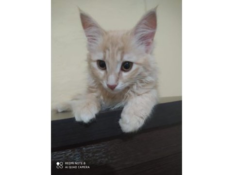 Çok güzel bir kedi cana yakın ve sevimli