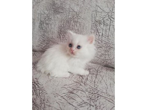 2 aylık dişi yavrum british longhair