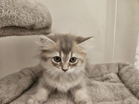Iki bucuk aylik saf kan british longhair yavrulari