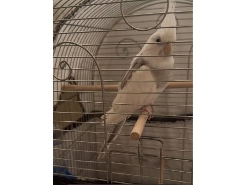 Evcil ele alışık sultan papağanı