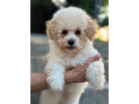 Maltipoo yavrumuz