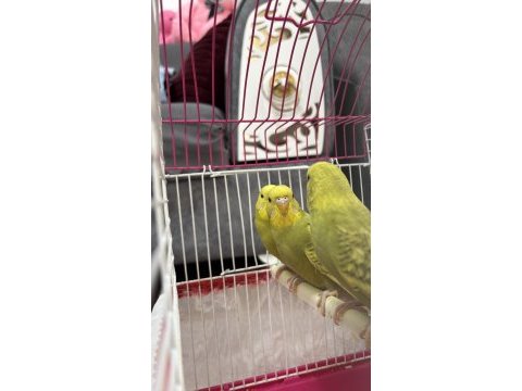 Ele alıştırmalık muhabbet kuşu yavruları