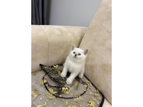 Show kalite british shorthair yavrular