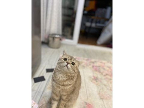 British shorthair erkek 2022 17 temmuz doğumlu