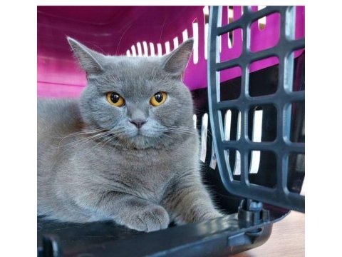 Dişi british shorthair