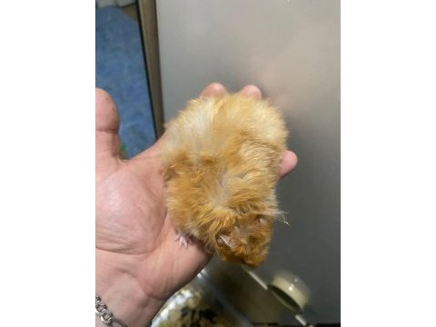 Bıdık hanım hamster (teddy turuncu)
