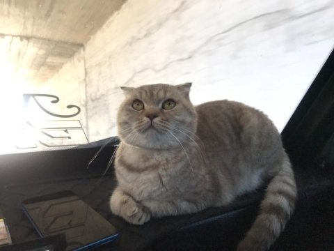 1.5 yaşında dişi scottish fold