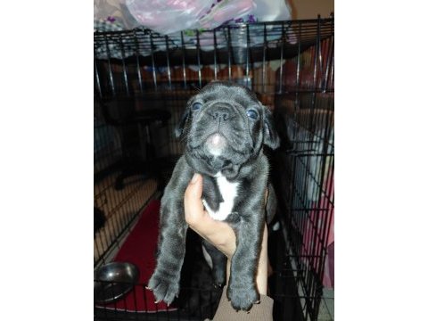 French bulldog 40 günlük