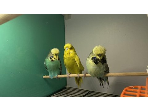 Jumbo show rainbow kaliteli konuşturmalık kuşlar