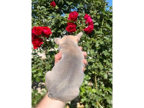 36 günlük blue fawn lilac (plat taşıyıcı) french bulldoglar