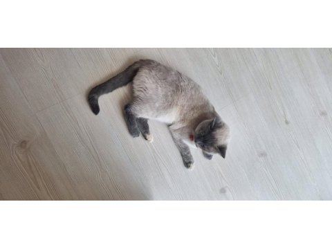 Tertemiz pırıl pırıl ev kedisi