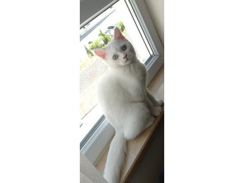 Dişi british shorthair 5 aylık