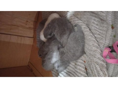 British shorthair kedilerimiz yeni yuvalarını bekliyor