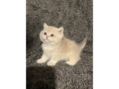 Anne baba şecereli blue golden ay12 safkan british s. dişi