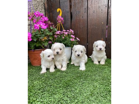 Kore maltese kilo garantili yavrular