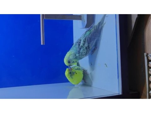3 takım yeni eşleme genç takım kuşlar