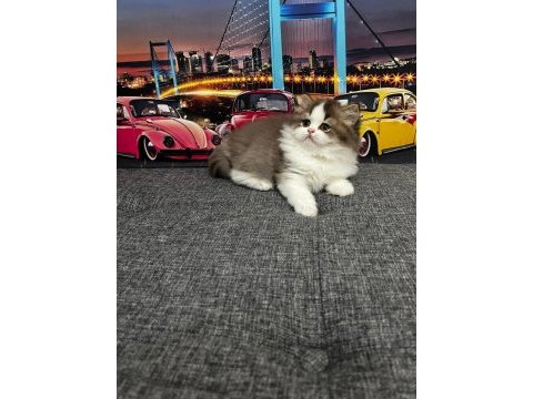Cinnemon bi color british longhair yavrumuz