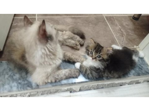 Minik yavrularıma sıcak bir yuva