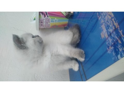 Minnoş british shorthair kızımız