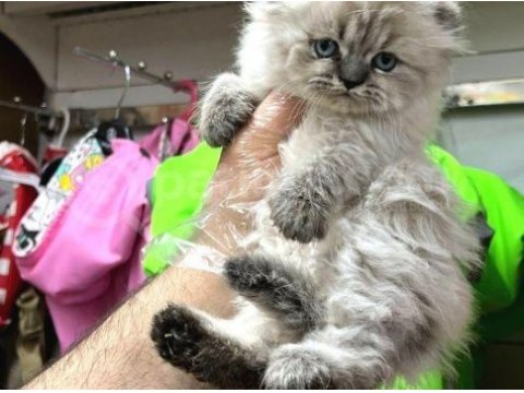 Safkan scottish fold yavrularımız vonalp garantisiyle 