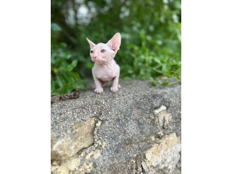 Nadir beyaz sfenks kedimiz yeni yuvasını bekliyor