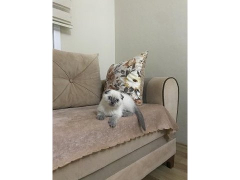 Oyuncu safkan scottish fold yavrularım