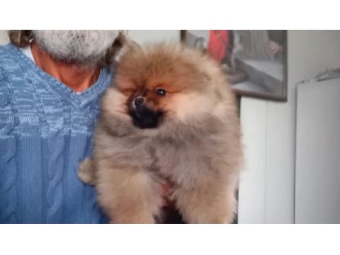 Orijinal pomeranian boo