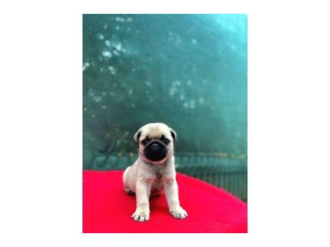 A kalite pug (rıfkı)