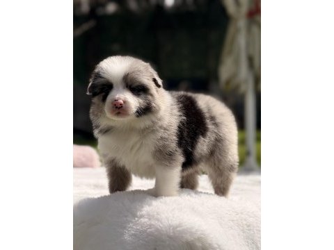 Safkan border collie yavrular