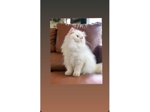 Show kalite safkan golden british longhair yavrular