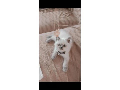 Yeni yuvasına gitmeye hazır 3 aylık yavru