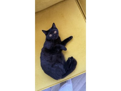 Black british shorthair