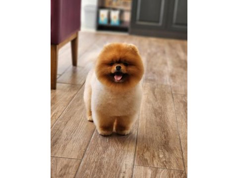 Avrupadaki en iyi pomeranian