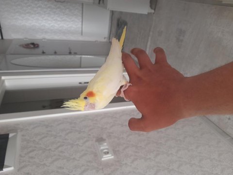 Full evcil sultan papağanı yavrular