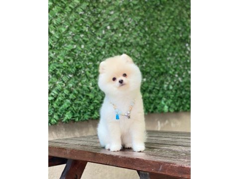 Pomeranian boo yavrular