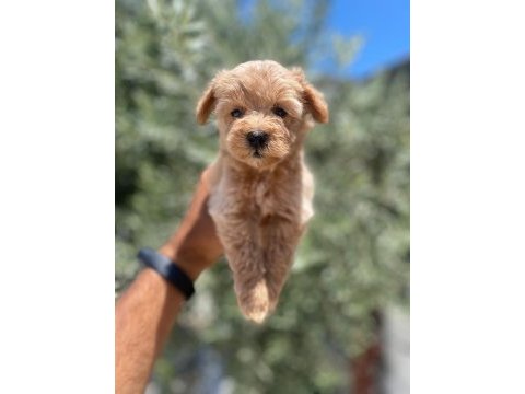 Tea cup f 1 maltipoo bebekler