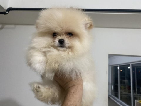 Ankarada yasal ruhsatlı çiftlikten pomeranian