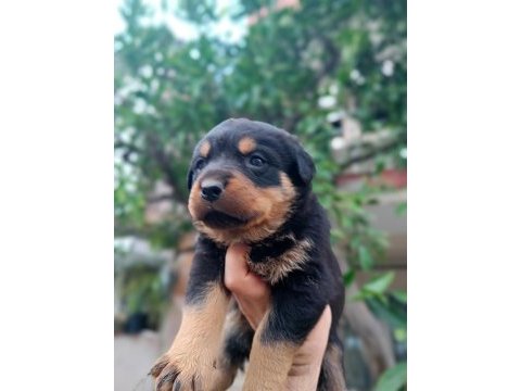 Orjinal safkan rottweiler yavrular