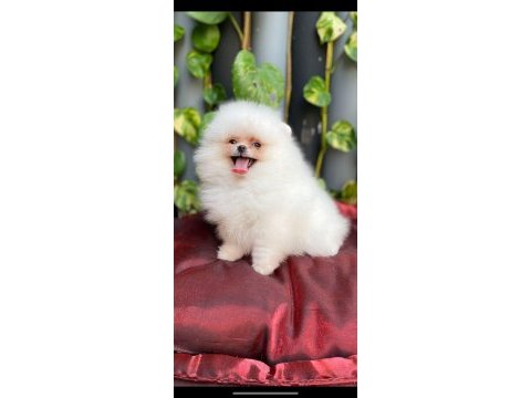 Pomeranian harika