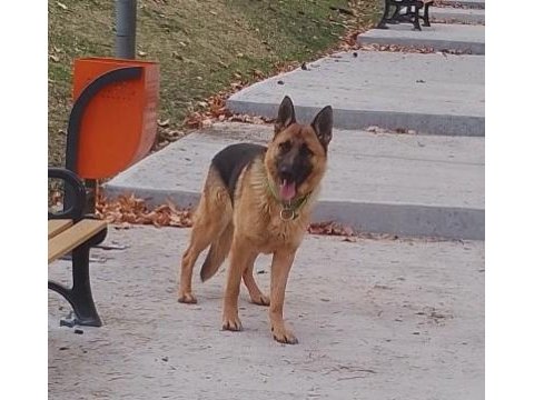2 aylık dişi alman çoban köpeği