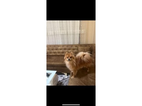1 yaşında pomeranian boo
