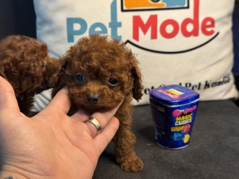 En özelini arayanlar için tea cup kore poodle