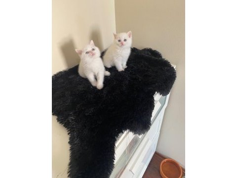Oyuncu british shorthair yavrular