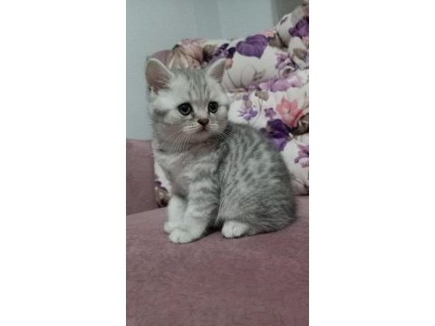 16 nisan doğumlu british shorthair erkek yavru