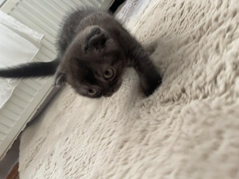 Çankaya erkek scottish fold yavru
